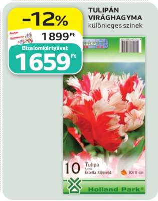 TULIPÁN VIRÁGHAGYMA