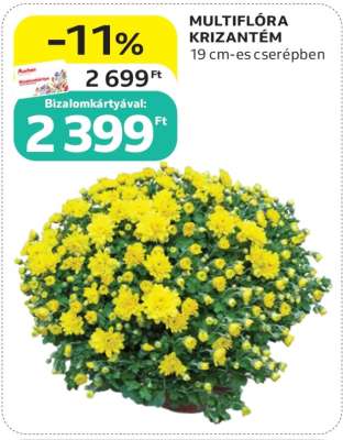 MULTIFLÓRA KRIZANTÉM