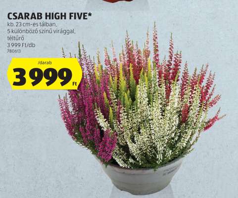 CSARAB HIGH FIVE
