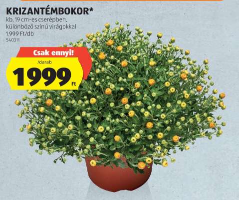 Krizantémbokor*
