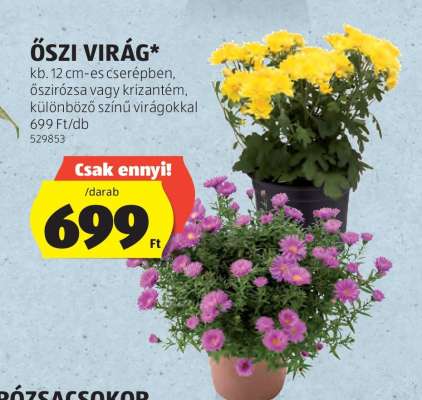 Őszi Virág