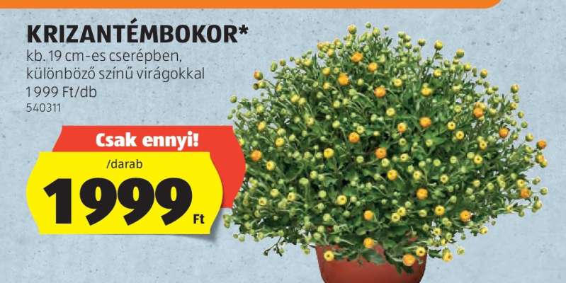 Krizantémbokor*