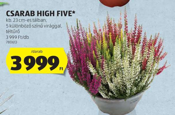 CSARAB HIGH FIVE