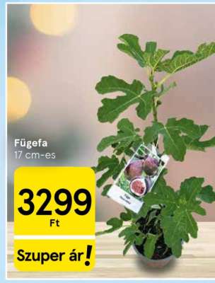 Fügefa