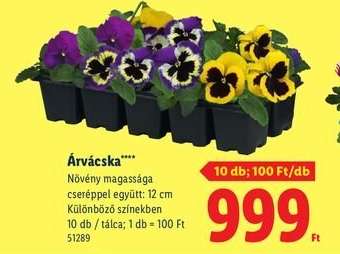 Árvácska**