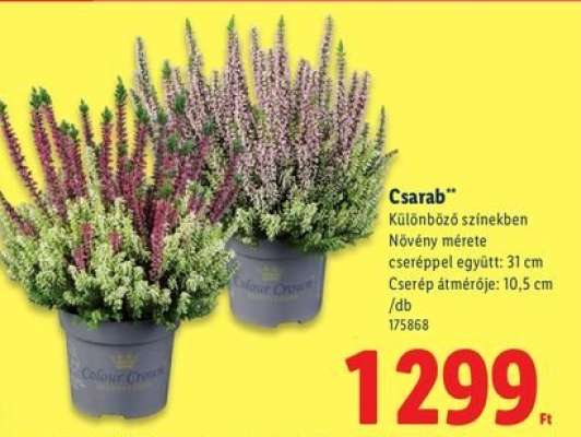 Csarab*