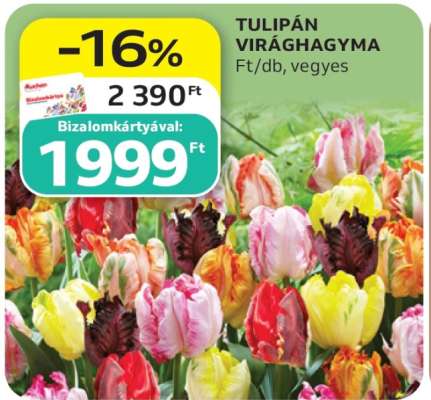 TULIPÁN VIRÁGHAGYMA