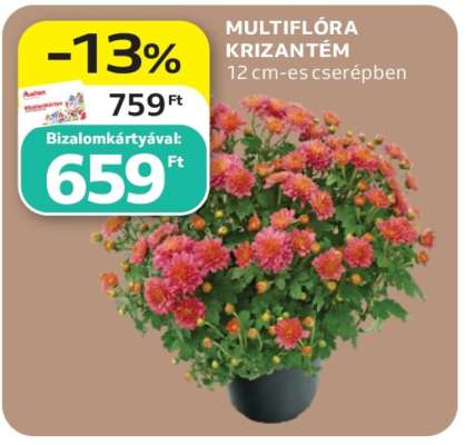 MULTIFLÓRA KRIZANTÉM