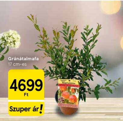 Gránátalmafa