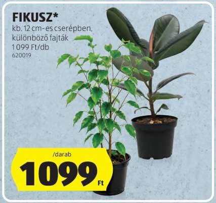 Fikusz