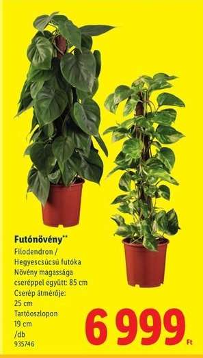 Futónövény