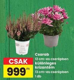 Csarab*