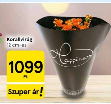 Korallvirág*