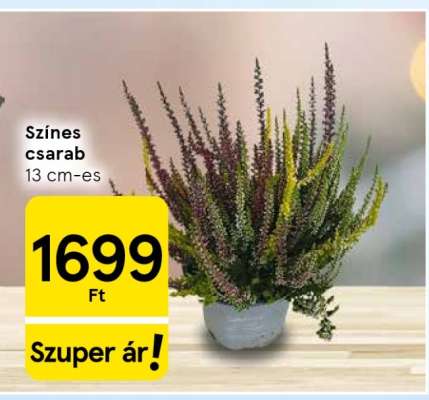 Színes csarab
