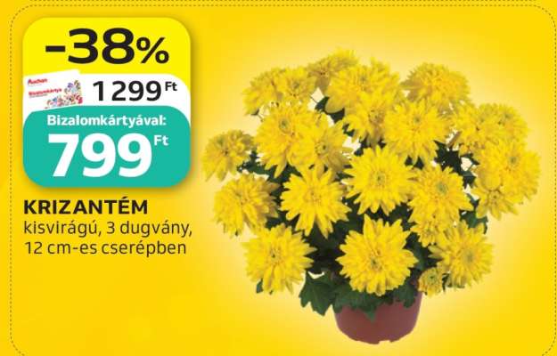 Krizantém*