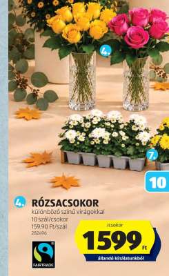 RÓZSACSOKOR