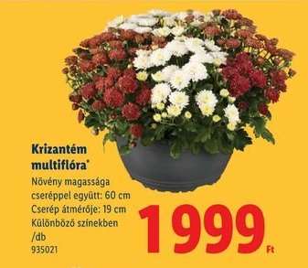 KRIZANTÉM MULTIFLÓRA