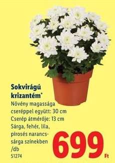 Sokvirágú krizantém*