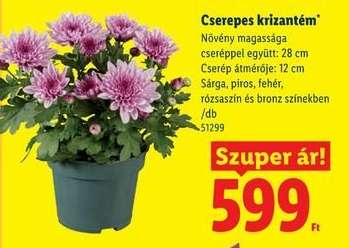 Cserepes krizantém*