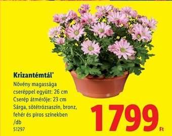 Krizantémtál*