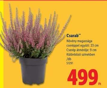 Csarab*
