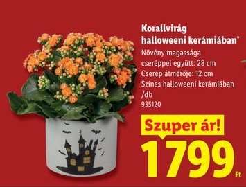 Korallvirág halloweeni kerámiában*