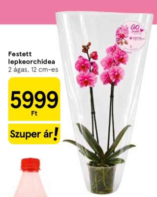 Festett lepkeorchidea
