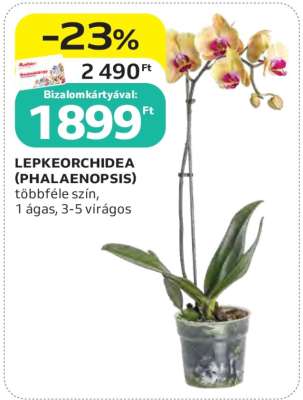 Lepkeorchidea (Phalaenopsis)